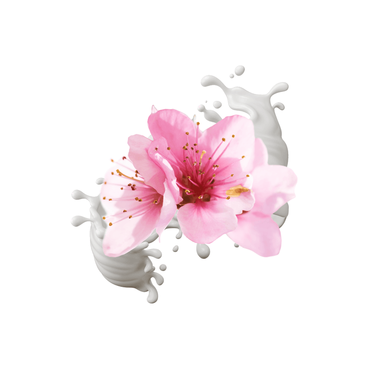 SAKURA - EDITION AP